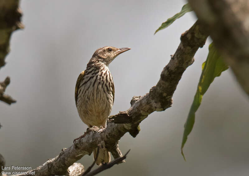 Pipit de Sundevalladulte, portrait, composition