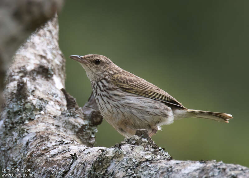 Pipit de Sundevalladulte, identification