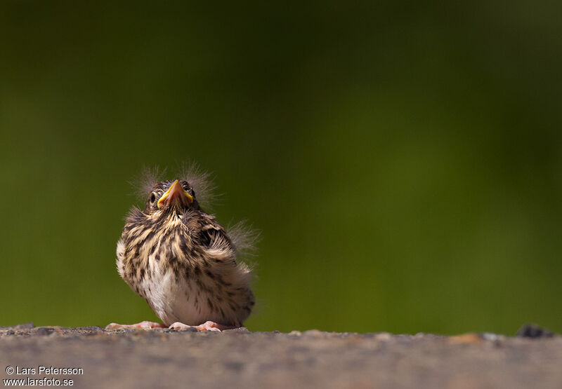 Pipit des arbres