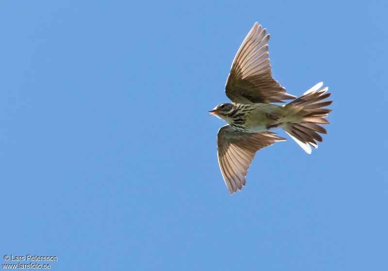 Pipit des arbres