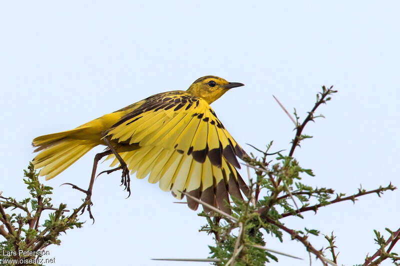 Golden Pipit male adult, aspect, pigmentation