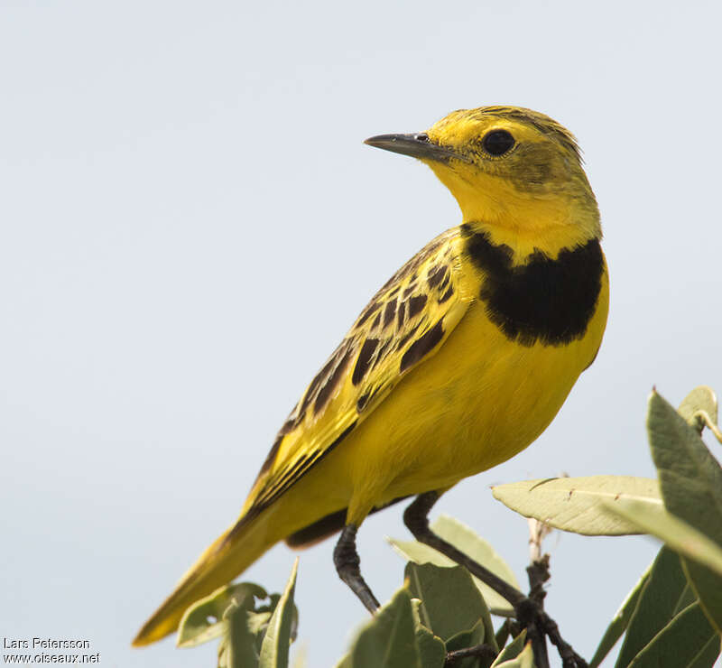 Golden Pipit male adult, close-up portrait