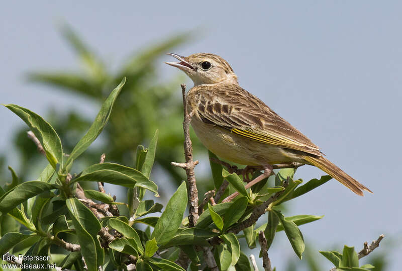 Golden Pipit female adult, identification