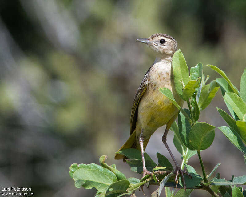 Golden Pipit female adult, close-up portrait