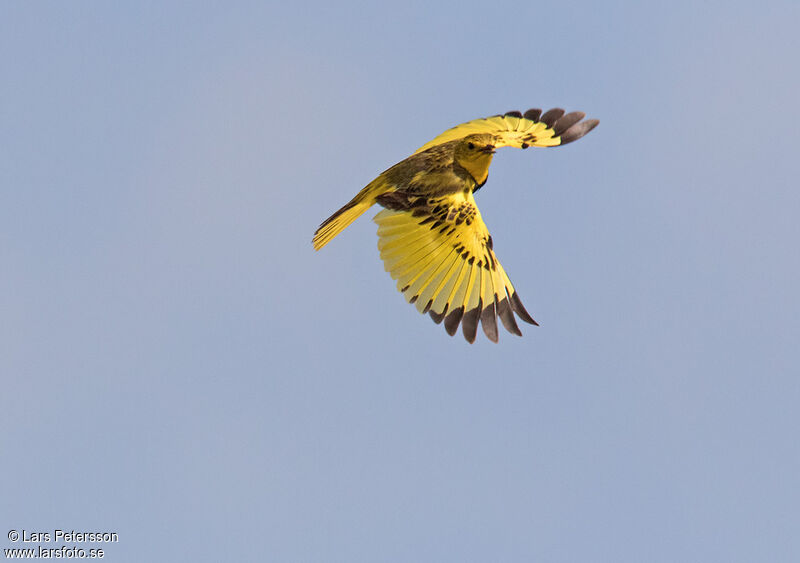 Golden Pipit