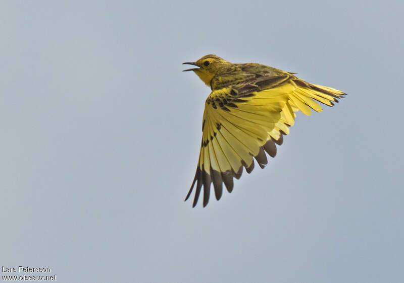 Pipit doré mâle adulte, Vol, chant