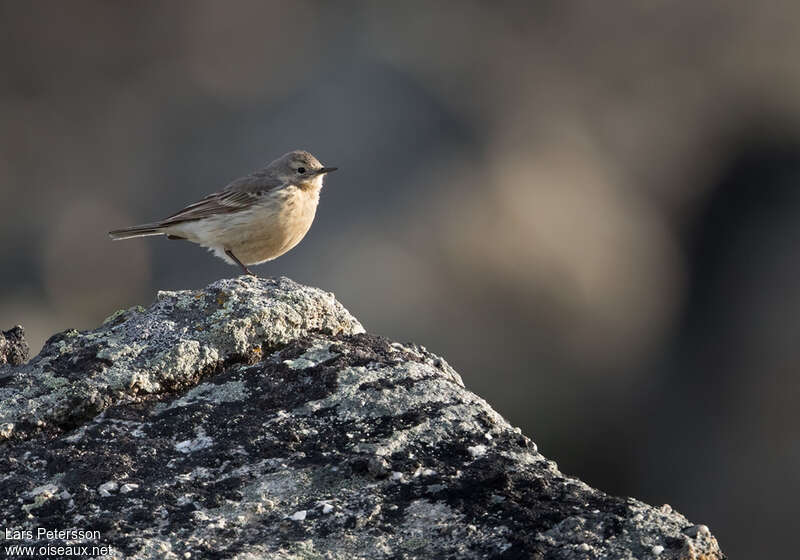 Pipit farlousaneadulte, identification