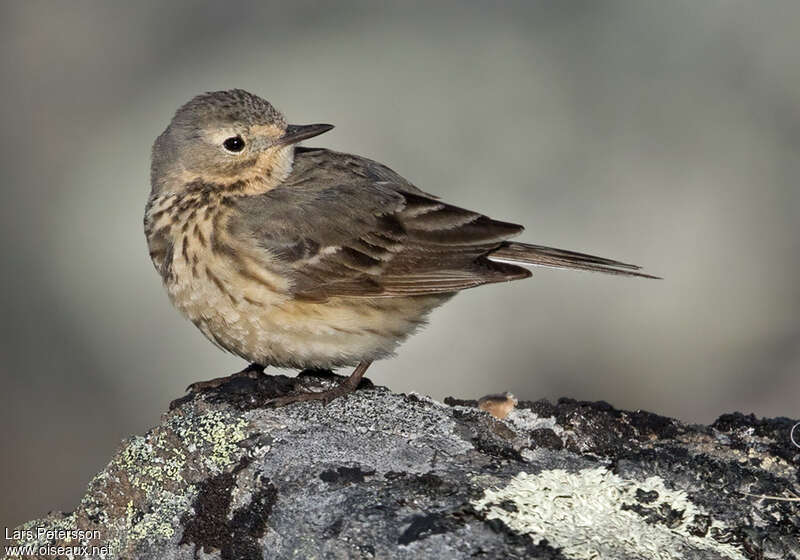 Pipit farlousaneadulte, identification