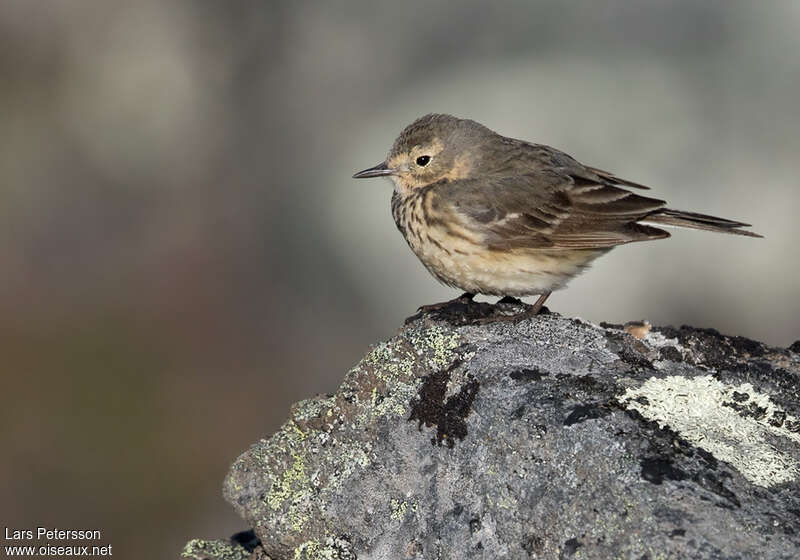 Pipit farlousaneadulte, habitat, pigmentation