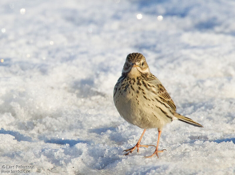 Pipit farlouse