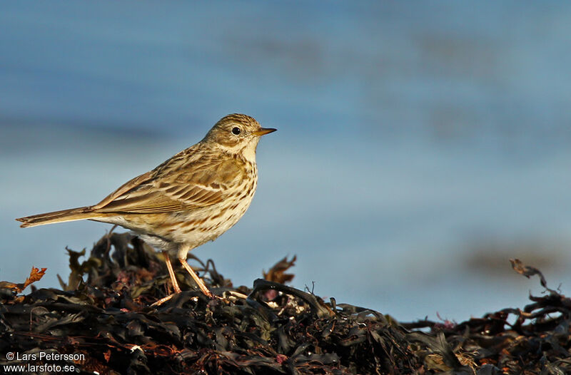 Pipit farlouse