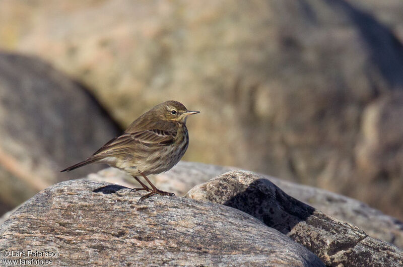 European Rock Pipit