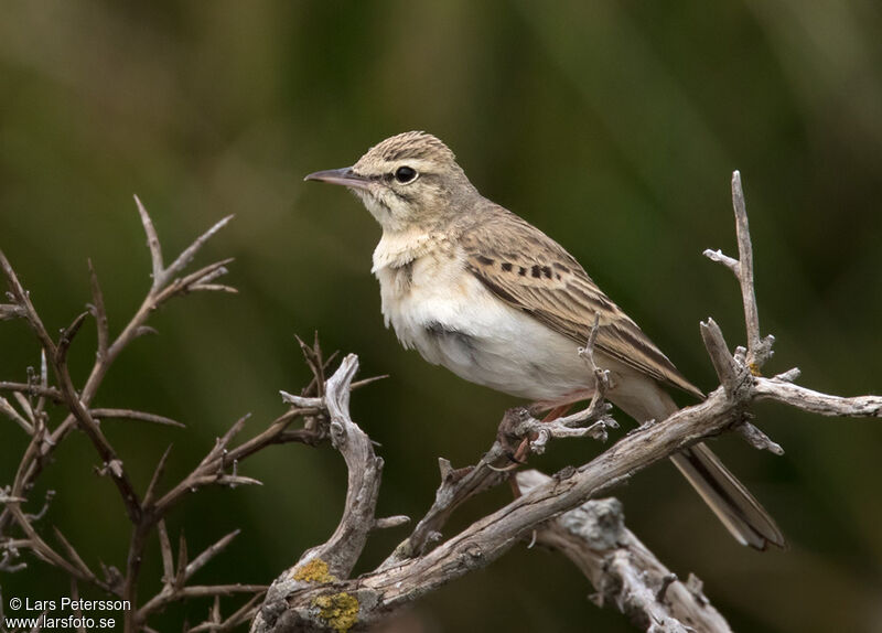 Tawny Pipit