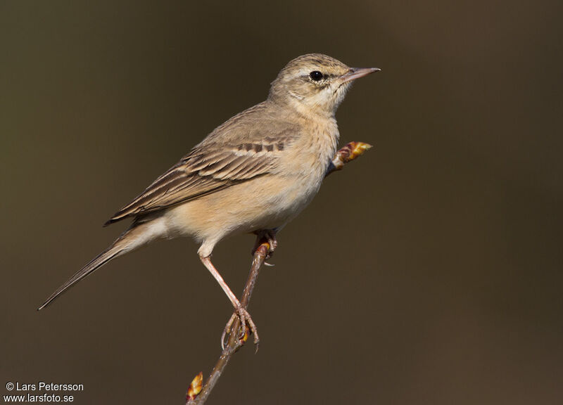 Pipit rousseline