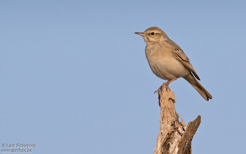 Tawny Pipit