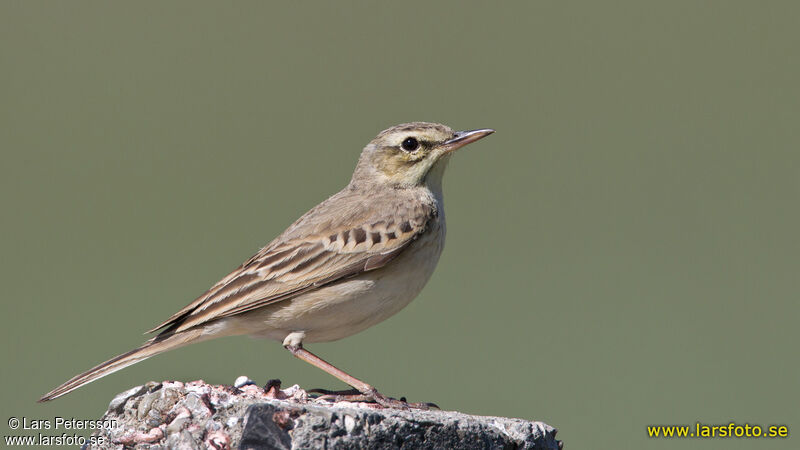 Tawny Pipit