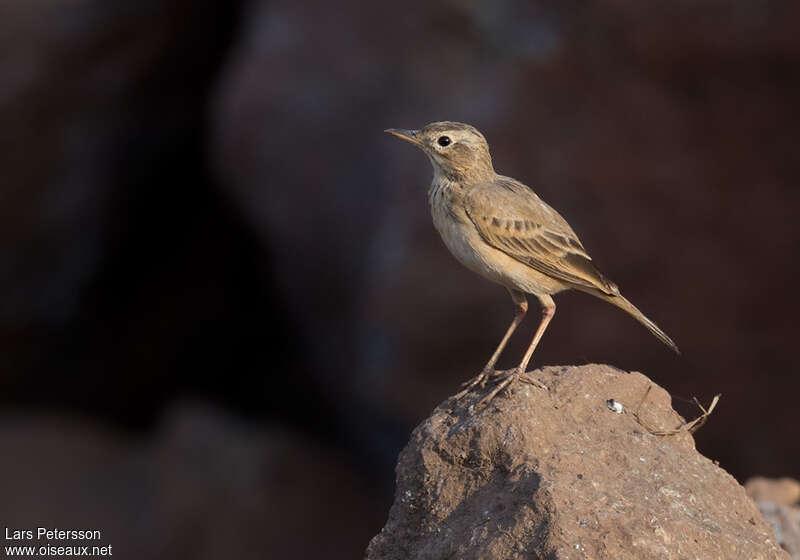 Pipit roussetadulte internuptial, identification