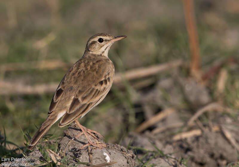 Pipit roussetadulte internuptial, identification