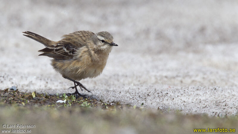 Water Pipit