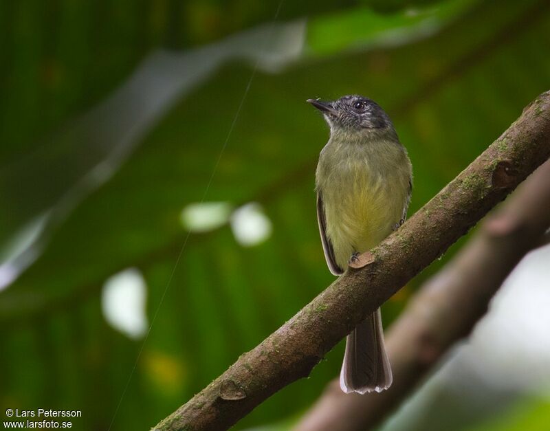 Slaty-capped Flycatcher