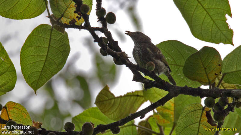 Piquebaie tacheté, identification