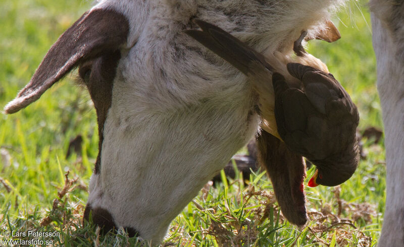 Yellow-billed Oxpecker