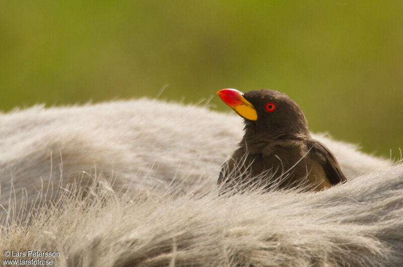 Yellow-billed Oxpecker