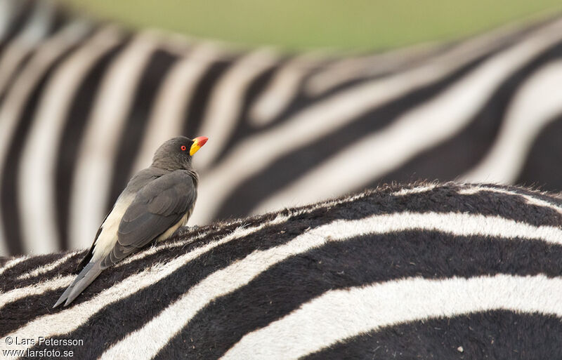 Yellow-billed Oxpecker