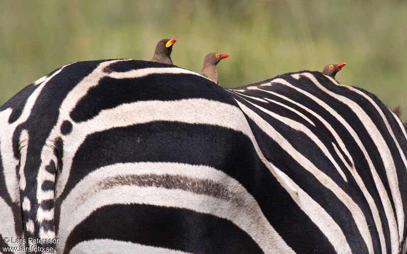 Red-billed Oxpecker