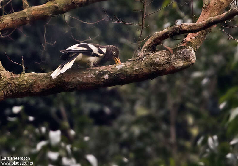 White-winged Magpieadult, identification