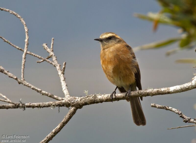 Brown-backed Chat-Tyrant