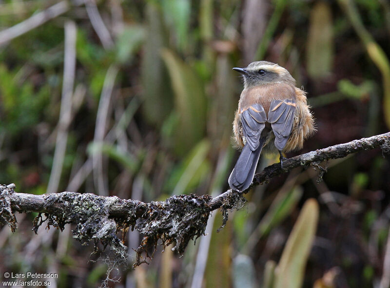 Brown-backed Chat-Tyrantadult, habitat, pigmentation