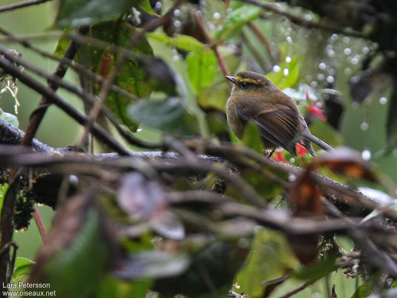 Pitajo diadèmeadulte, habitat