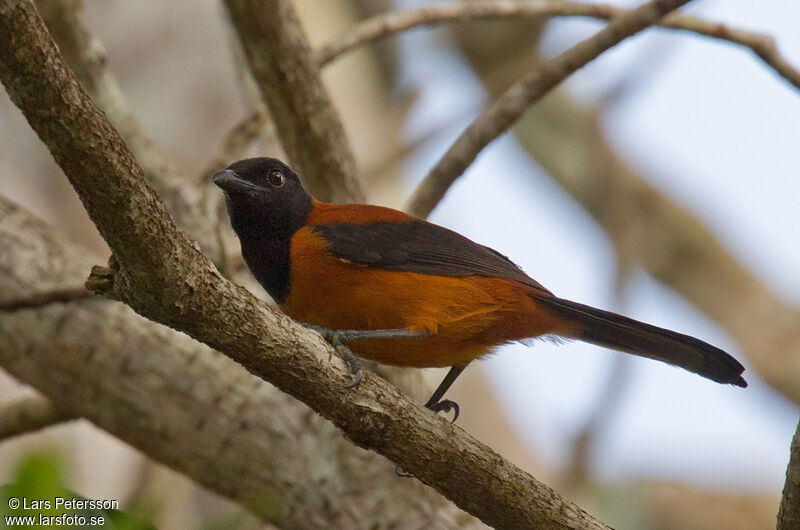 Pitohui bicolore