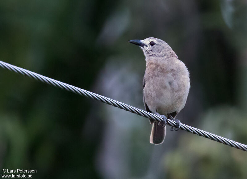 Pitohui gris