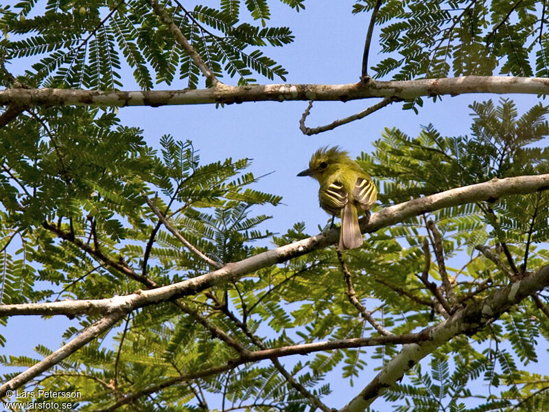 Platyrhynque à poitrine jaune