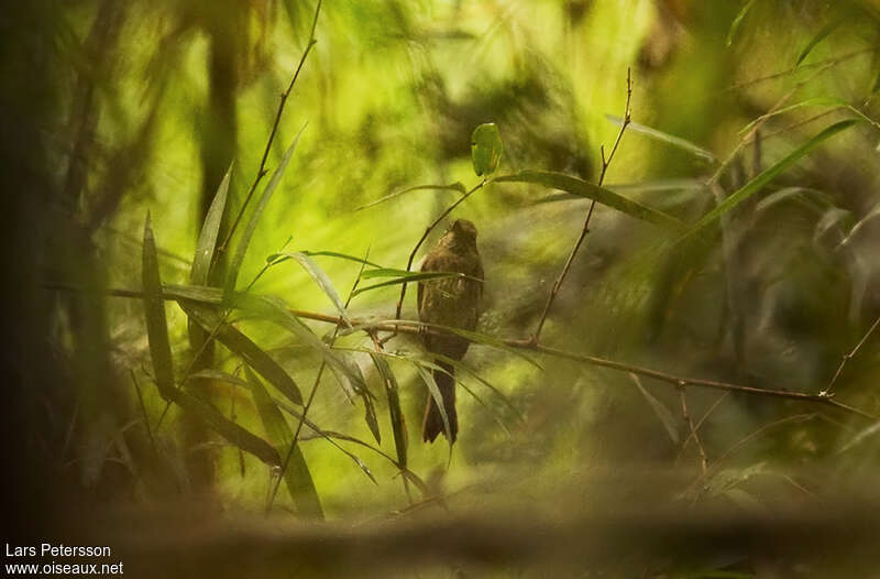 Platyrhynque à queue sombre, identification