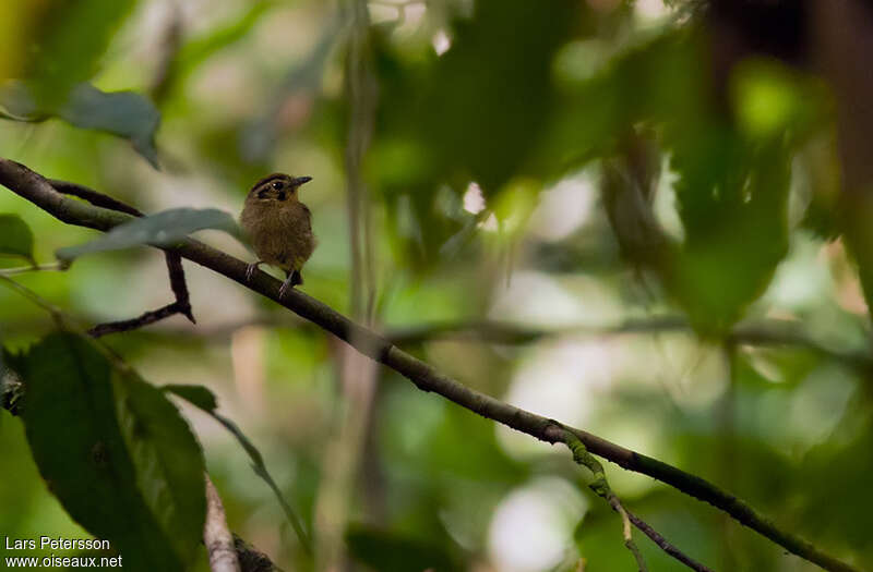 Golden-crowned Spadebilladult