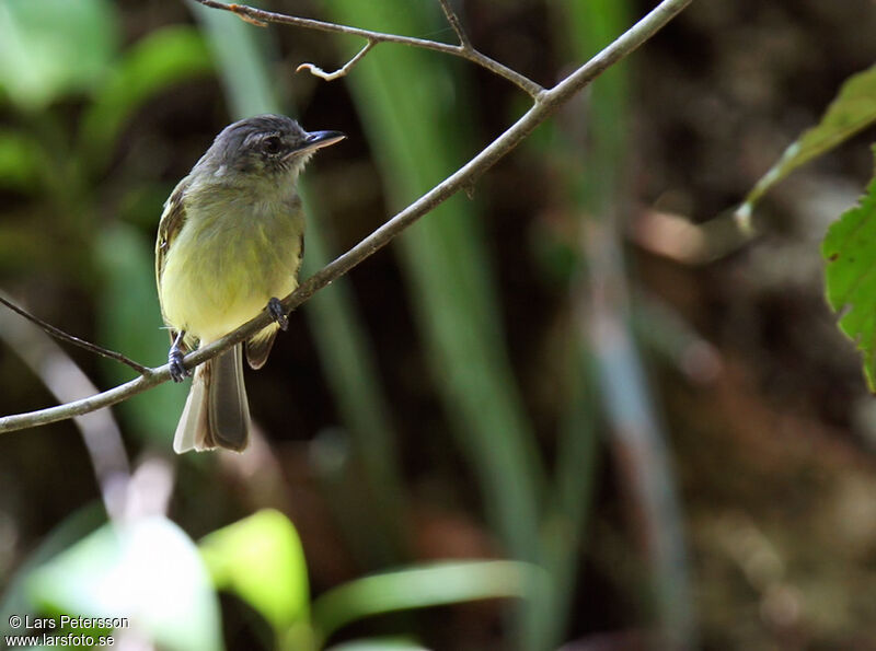 Platyrhynque jaune-olive