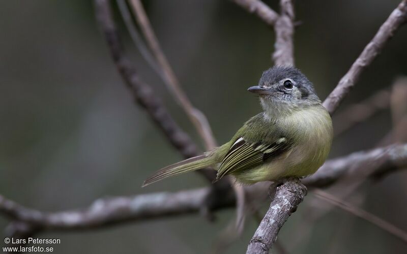 Yellow-olive Flatbill