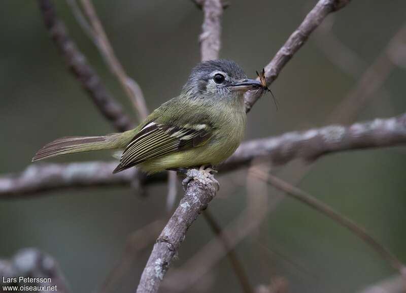 Yellow-olive Flatbilladult, pigmentation, feeding habits