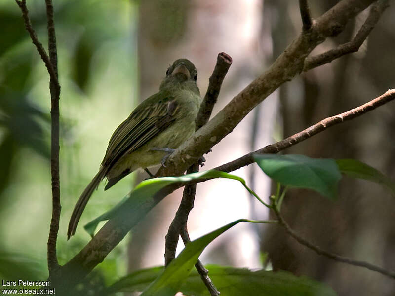 Eastern Olivaceous Flatbill, habitat, pigmentation