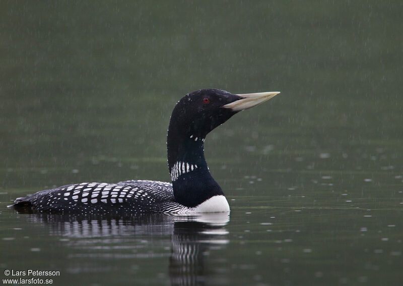 Yellow-billed Loon