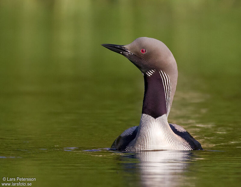 Plongeon arctique