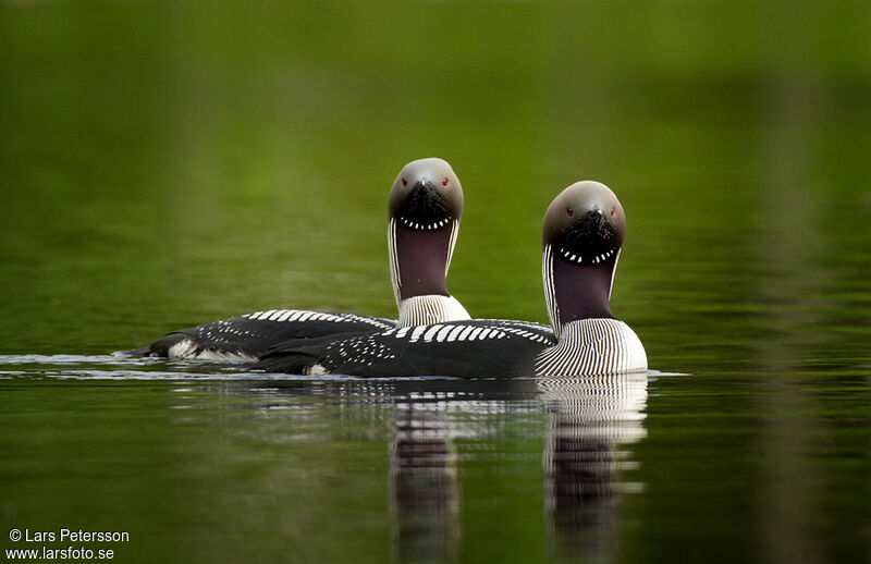 Black-throated Loon