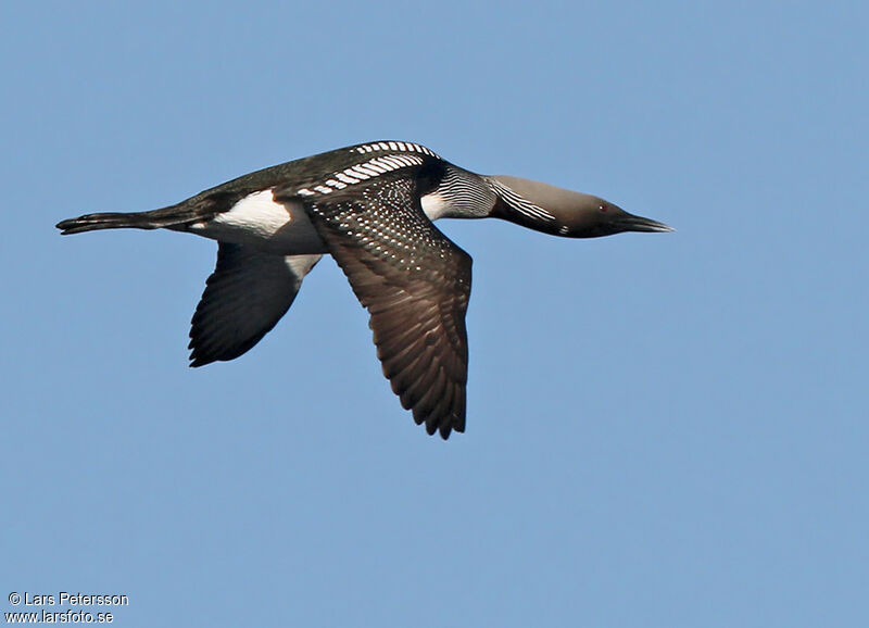 Black-throated Loon