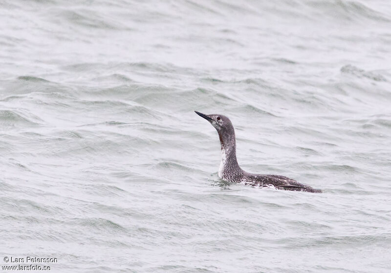 Red-throated Loon