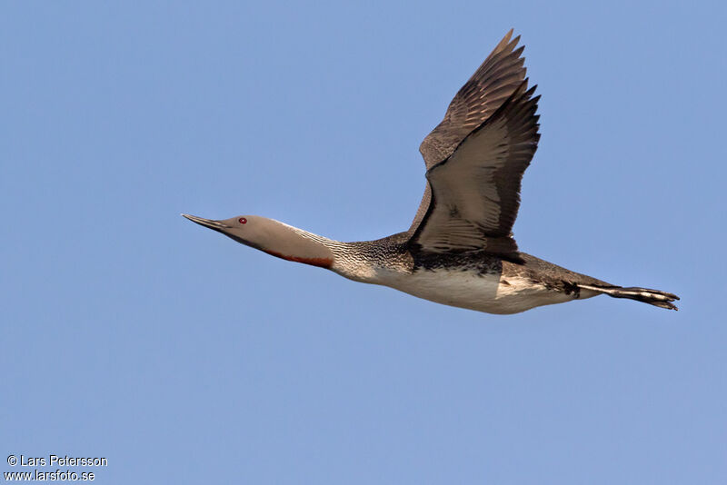 Red-throated Loon