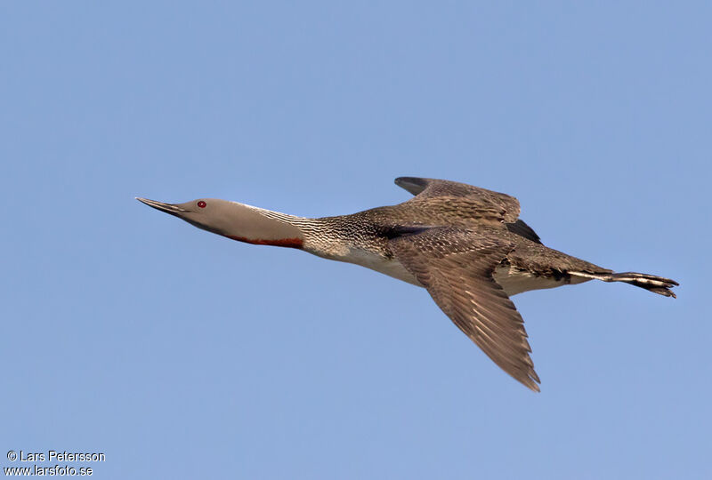 Red-throated Loon