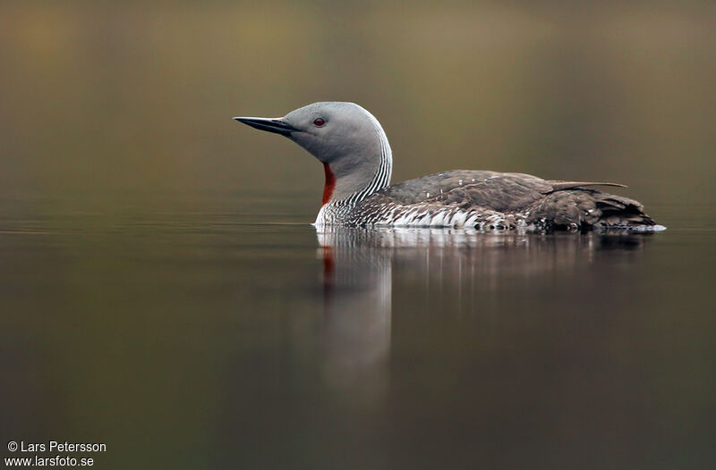 Red-throated Loon